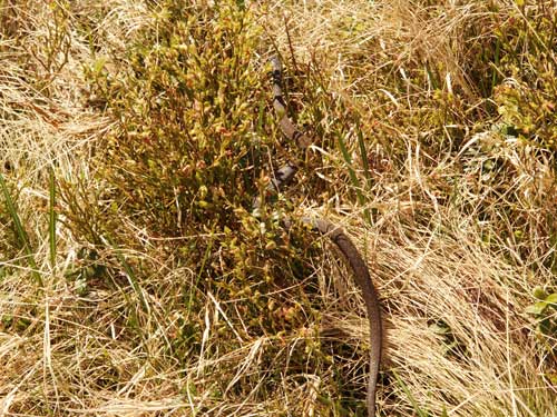 Foto Vipera Berus (c) Petru Goja